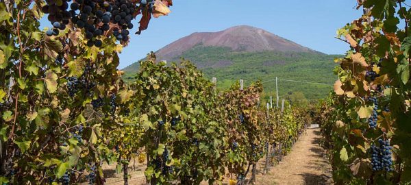 Ercolano e cantine del Vesuvio (Full Day)